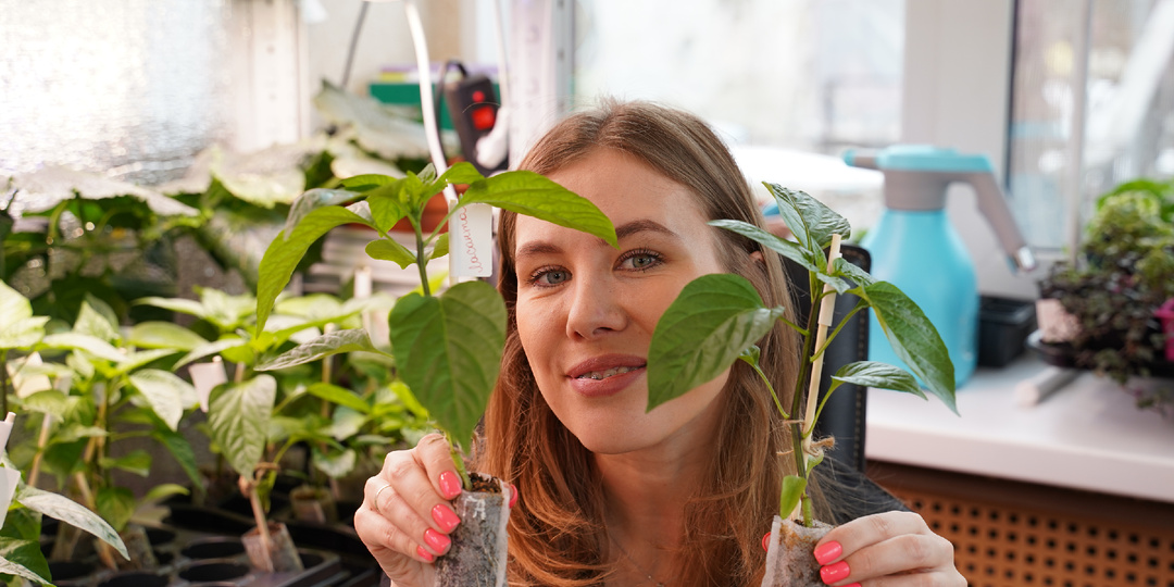 Новички губят рассаду перца. Главные проблемы выращивания