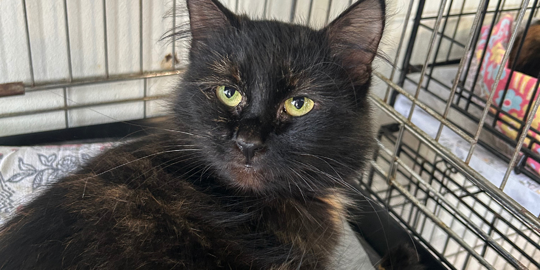 Помогите нам нести эту непосильную ношу. Собираем помощь для кошки-инвалида