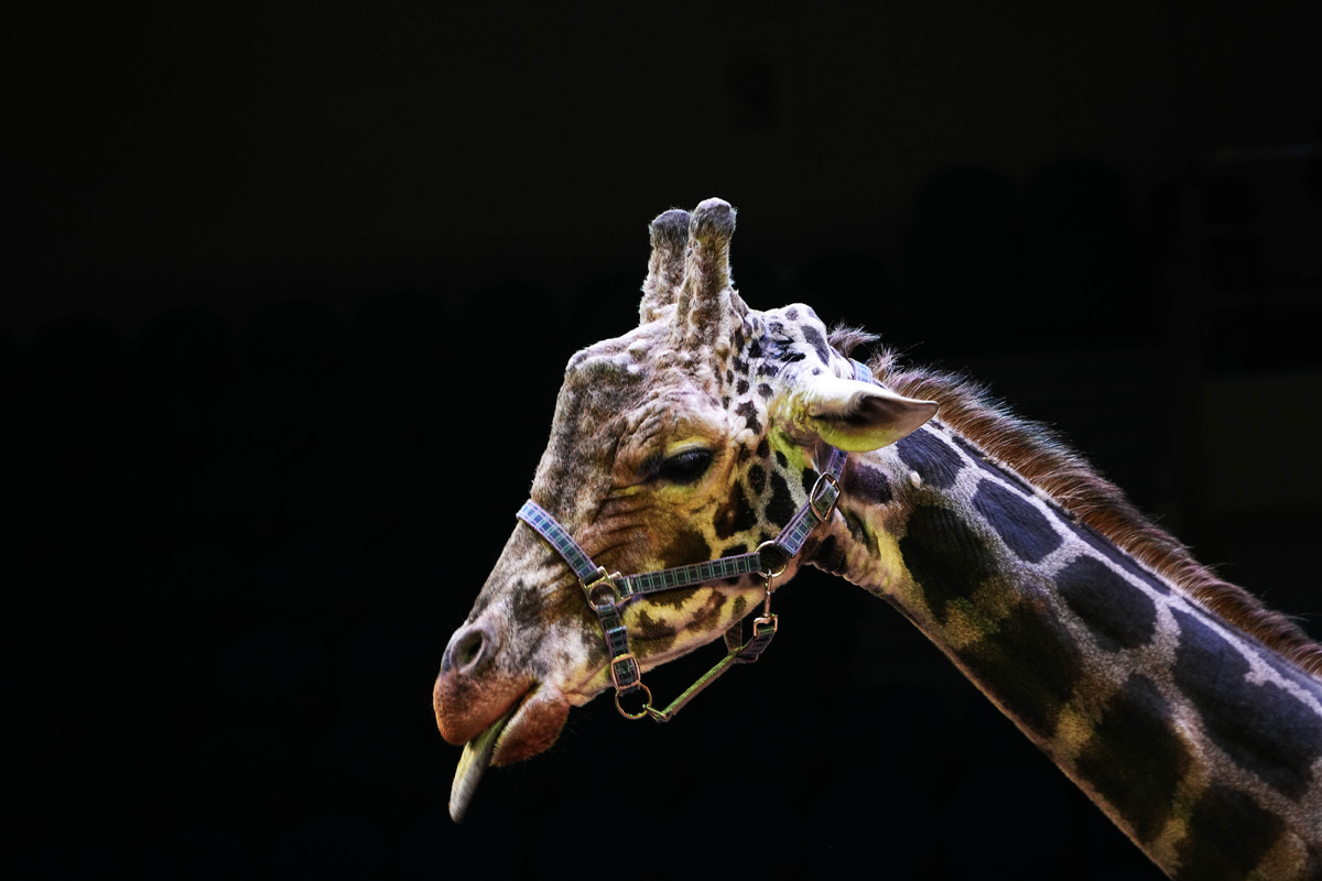 Жираф Багир на шоу в Иваново