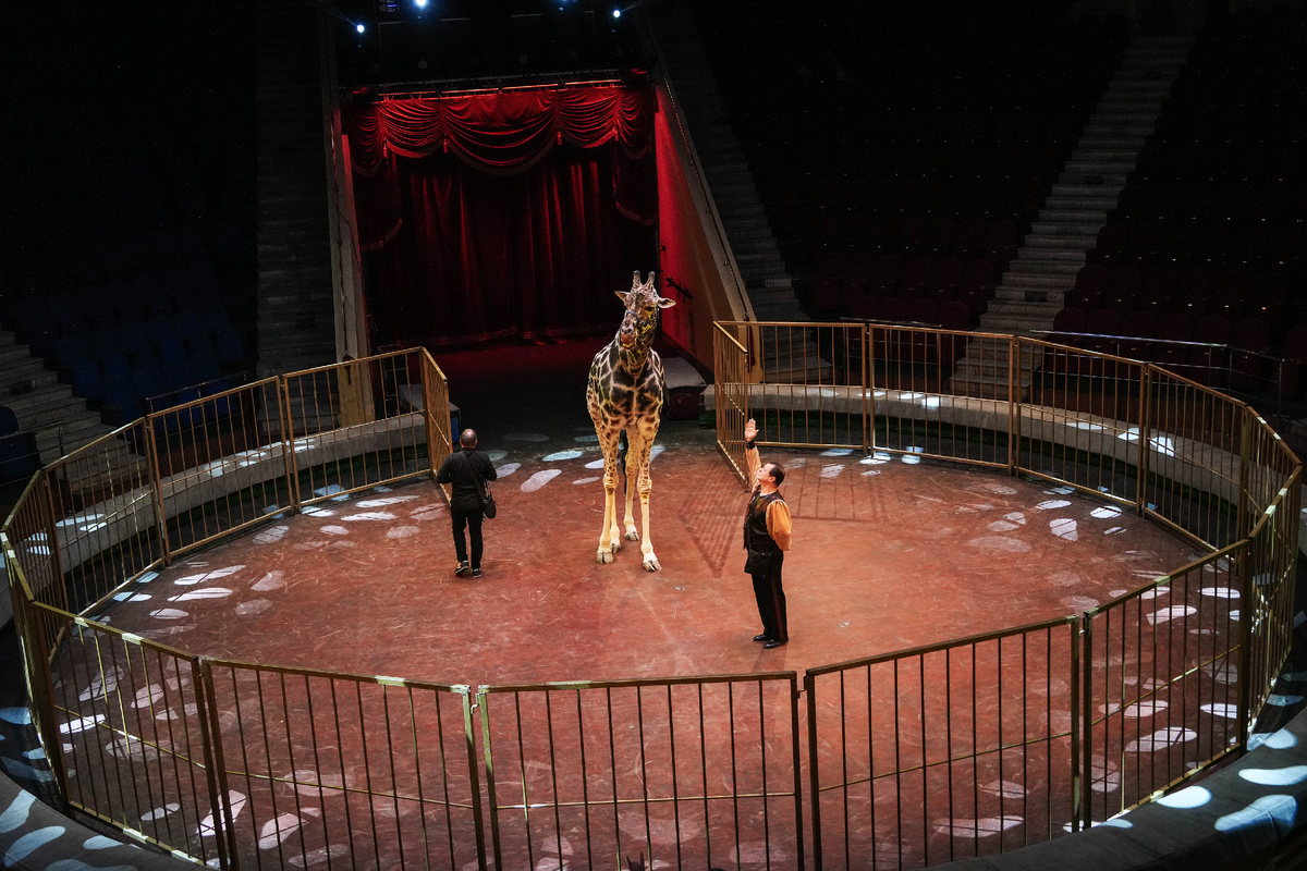 Жираф Багир на шоу в Иваново