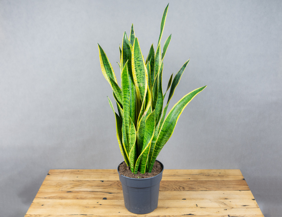 Фотография из интернета