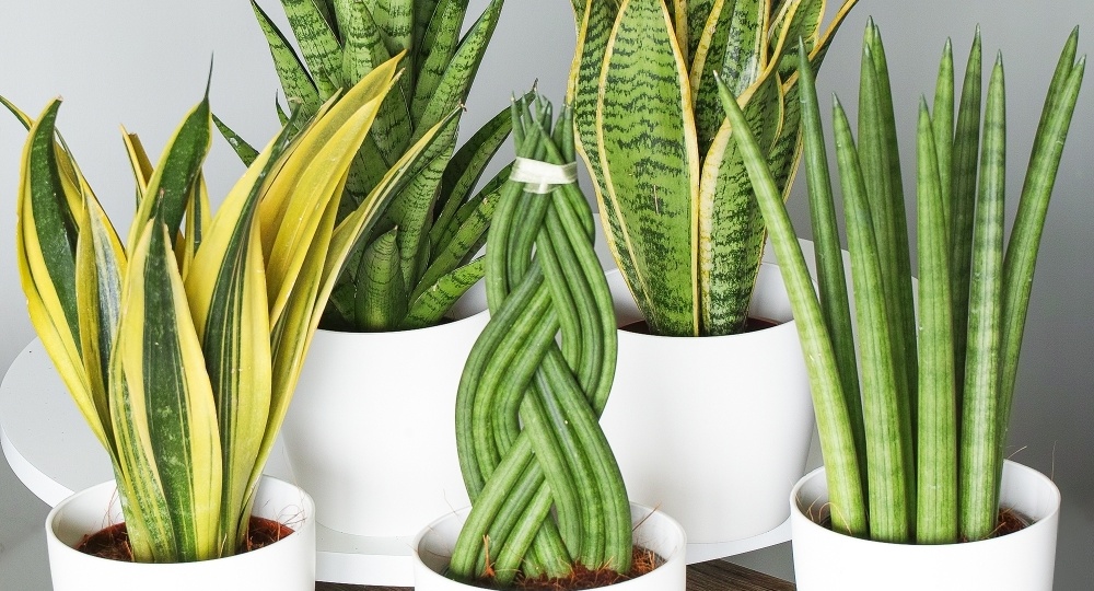 Сансевиерия: Зеленый друг для дома – уход, факты и мифы