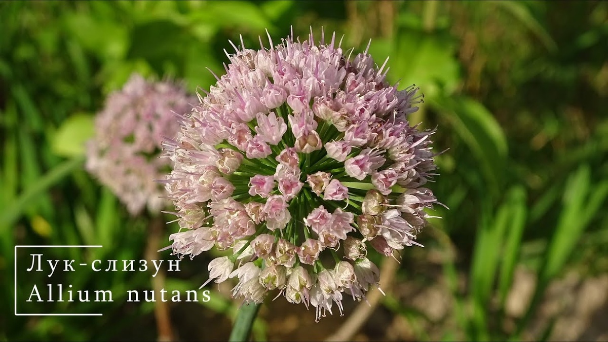 Лук-слизун (Allium nutans)