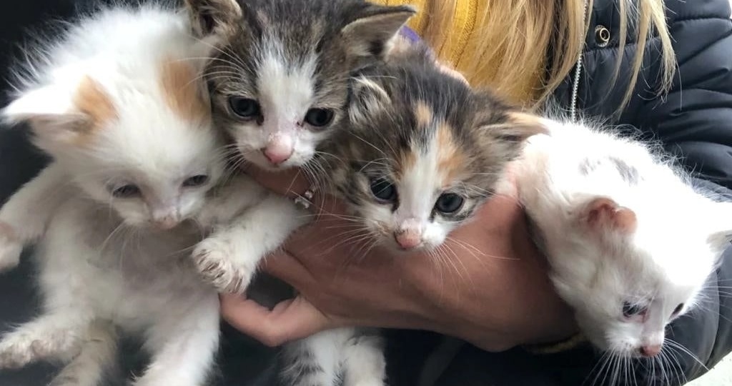 Родились на голой земле