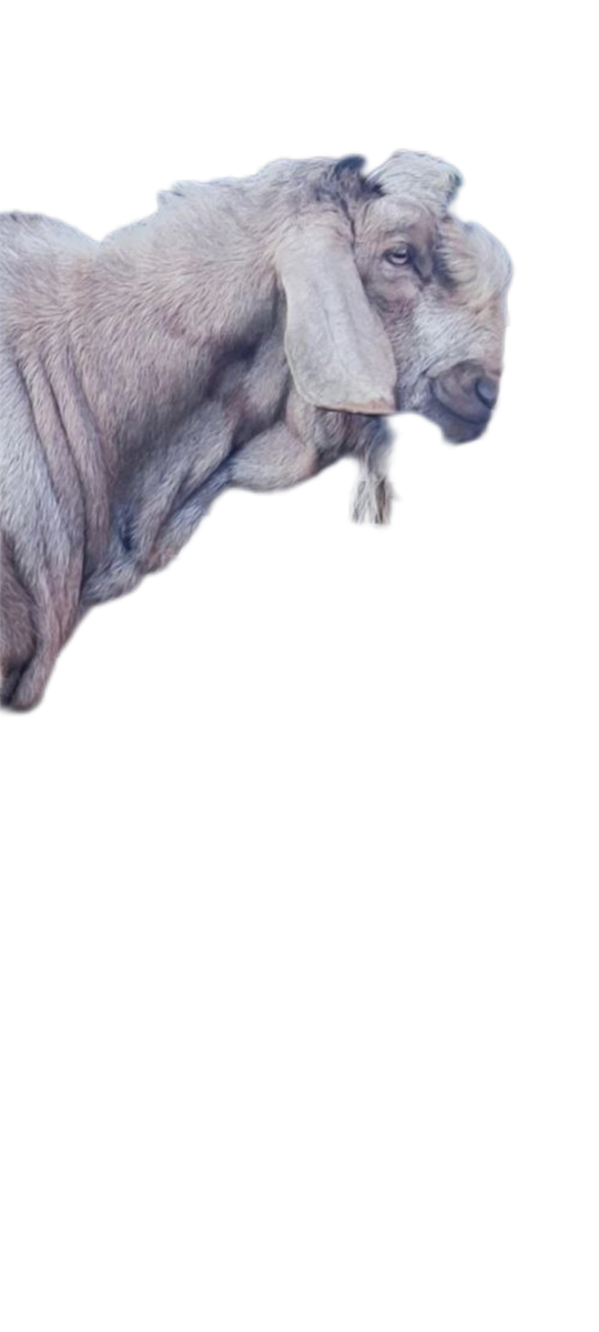 Эта козочка даёт 100 литров молока в день , только руки устают доить ее цыци ☺️, а так в целом козлик хороший , ест мало , килограм пшеницы в день , и пьет водичку как верблюд ... Кстати кто хочет я могу продать козлят ☺️... Котята уже больше слонов , только и успевай за ними чистить выходы ихние , рука не поднимается их на мясо и на печатки 🧶 пускать . так что помогайте зрители.... 👍👍👍 подписываемся и ставим лайкосы , моей замечательной козюле🤣🤣🤣