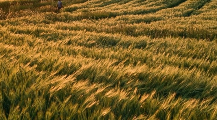    Фото: Медведева Анна, AgroXXI.ru