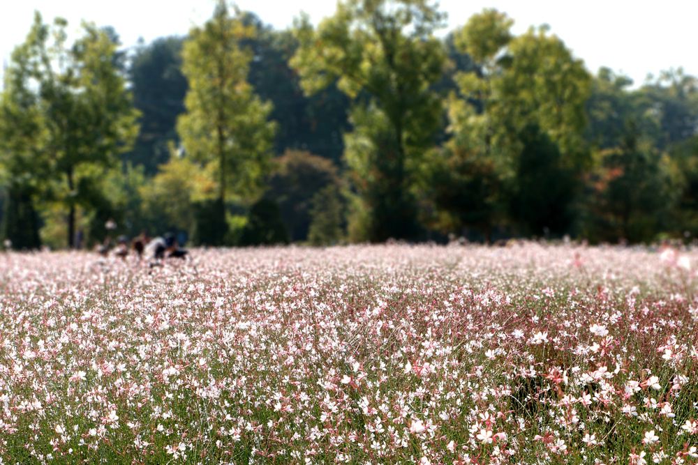    Вот так гаура цветет в естественных условиях