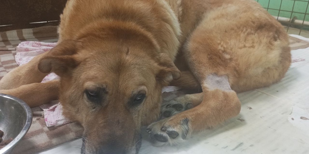 Муха в ожидании колес и новой жизни