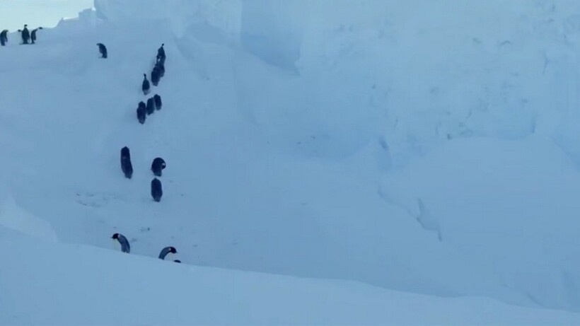    Почему в Антарктике запрещено спасать пингвинов, и как журналисты нарушили запрет