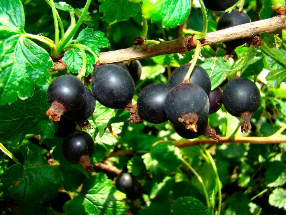 Йошта (Ribes nidigrolaria)