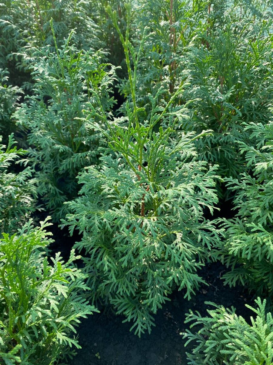 Туя Колумна                       250 руб   25-35 см т.к Сдек,Самовывоз (весна) ОКС