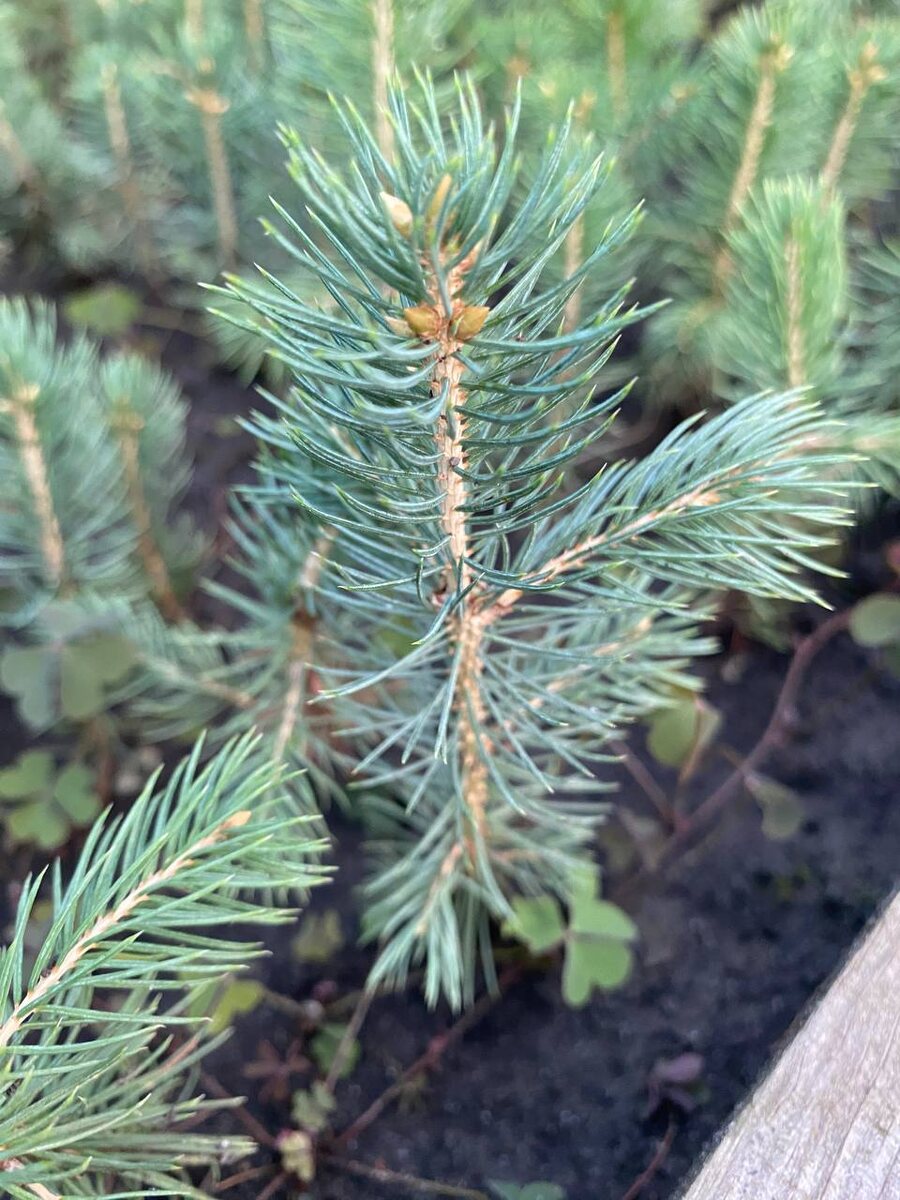 Ель голубая 3х лет           150 руб  12-15 см т.к Сдек,Самовывоз (весна) ОКС