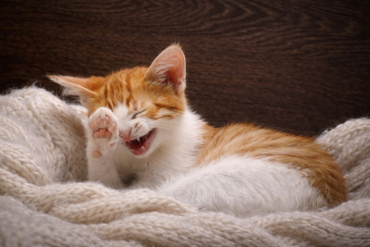 Могут ли кошки смеяться