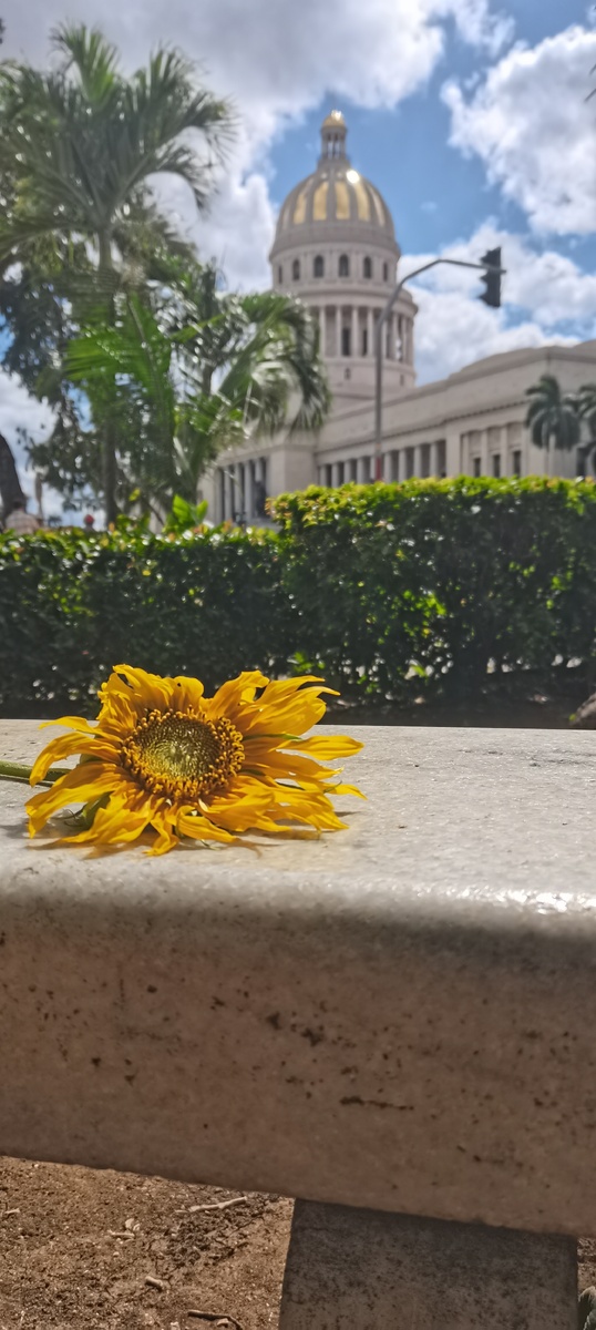 Цветок, подаренный кубинцем на день рождения