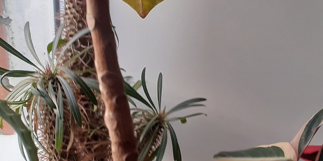 НАБЛЮДЕНИЯ ЗА КОДИЕМУМОМ(КРОТОН),ЦВЕТКЕ С ДУБОВЫМИ ЛИСТЬЯМИ.