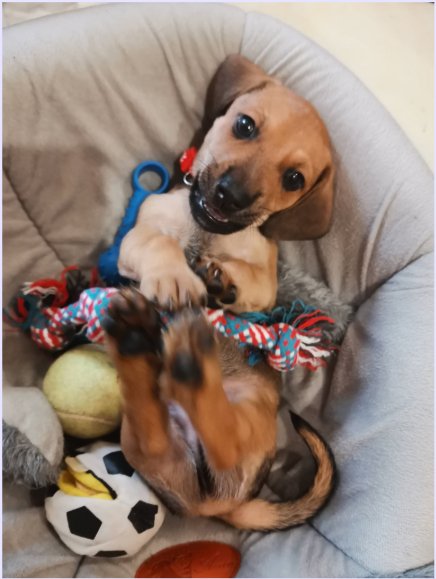 Его зовут Гарри.