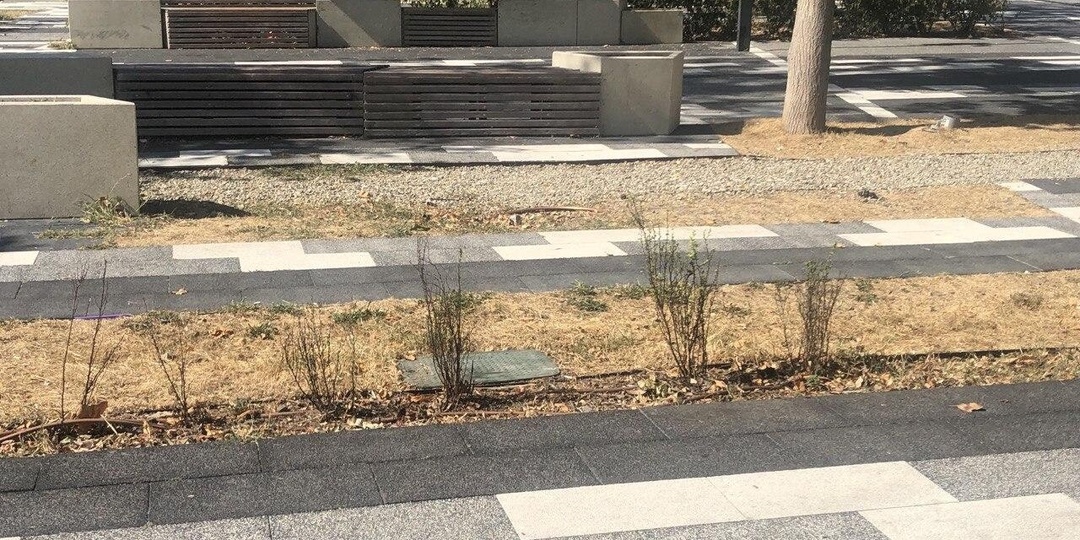 🌳Новороссийцам обещают «стабильный и своевременный полив зеленых насаждений» в парке Фрунзе