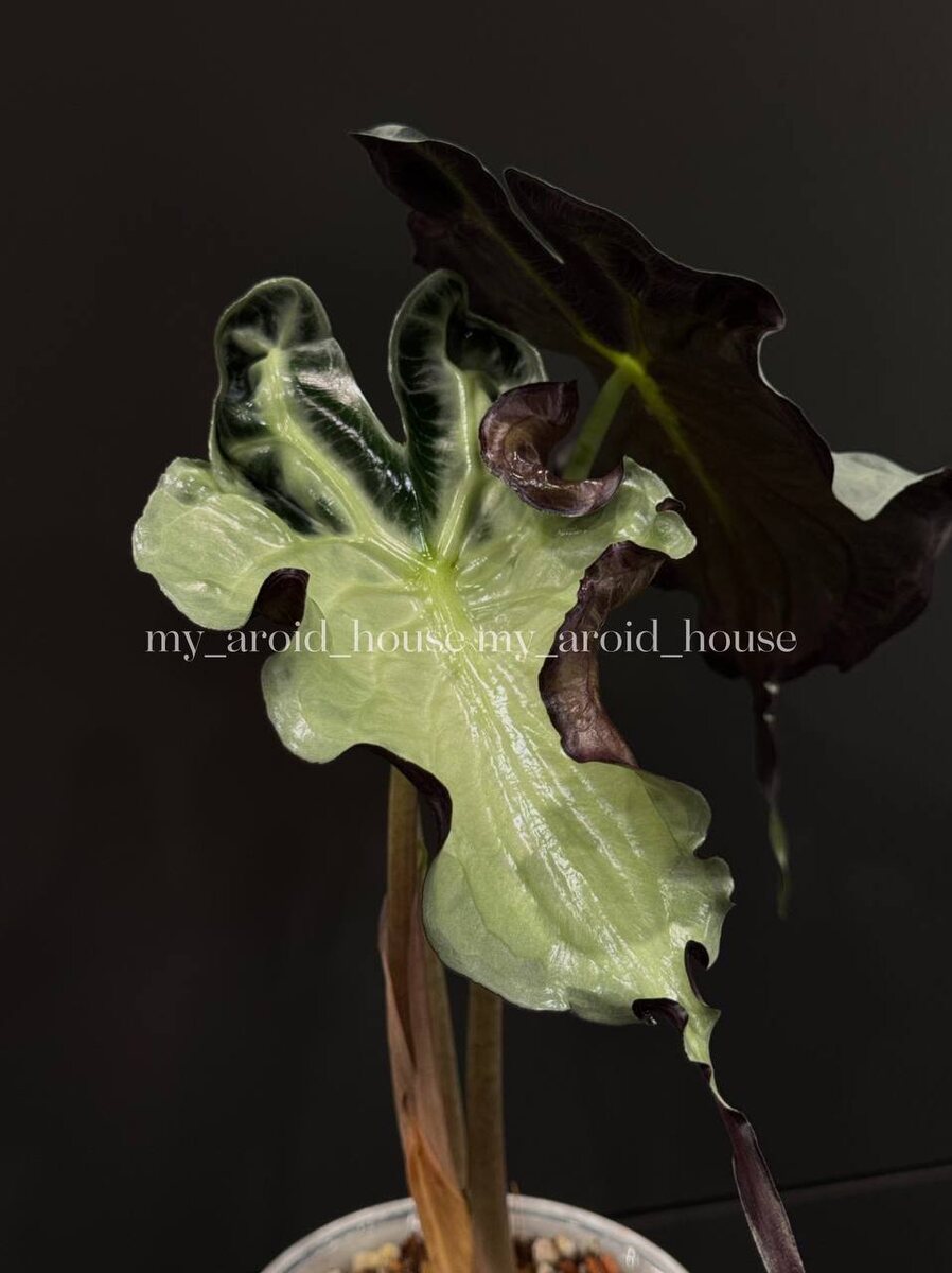 Алоказия Веном