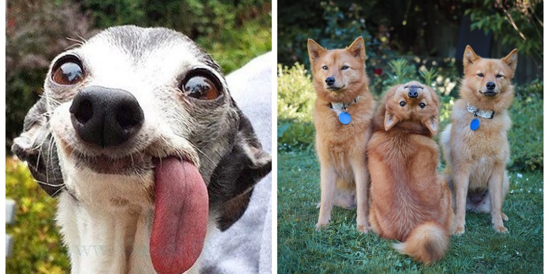 25 умилительных сцен из жизни пёселей, демонстрирующих их мастерство импровизации