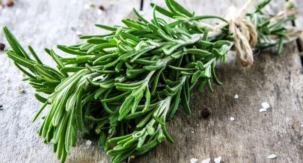Розмарин от А до Я: выращиваем дома и готовим правильно