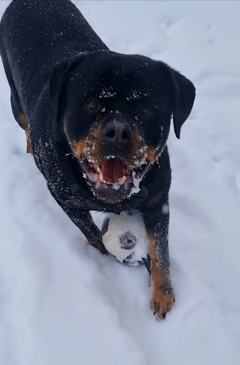 Привет всем добрым людям и их хвостикам!