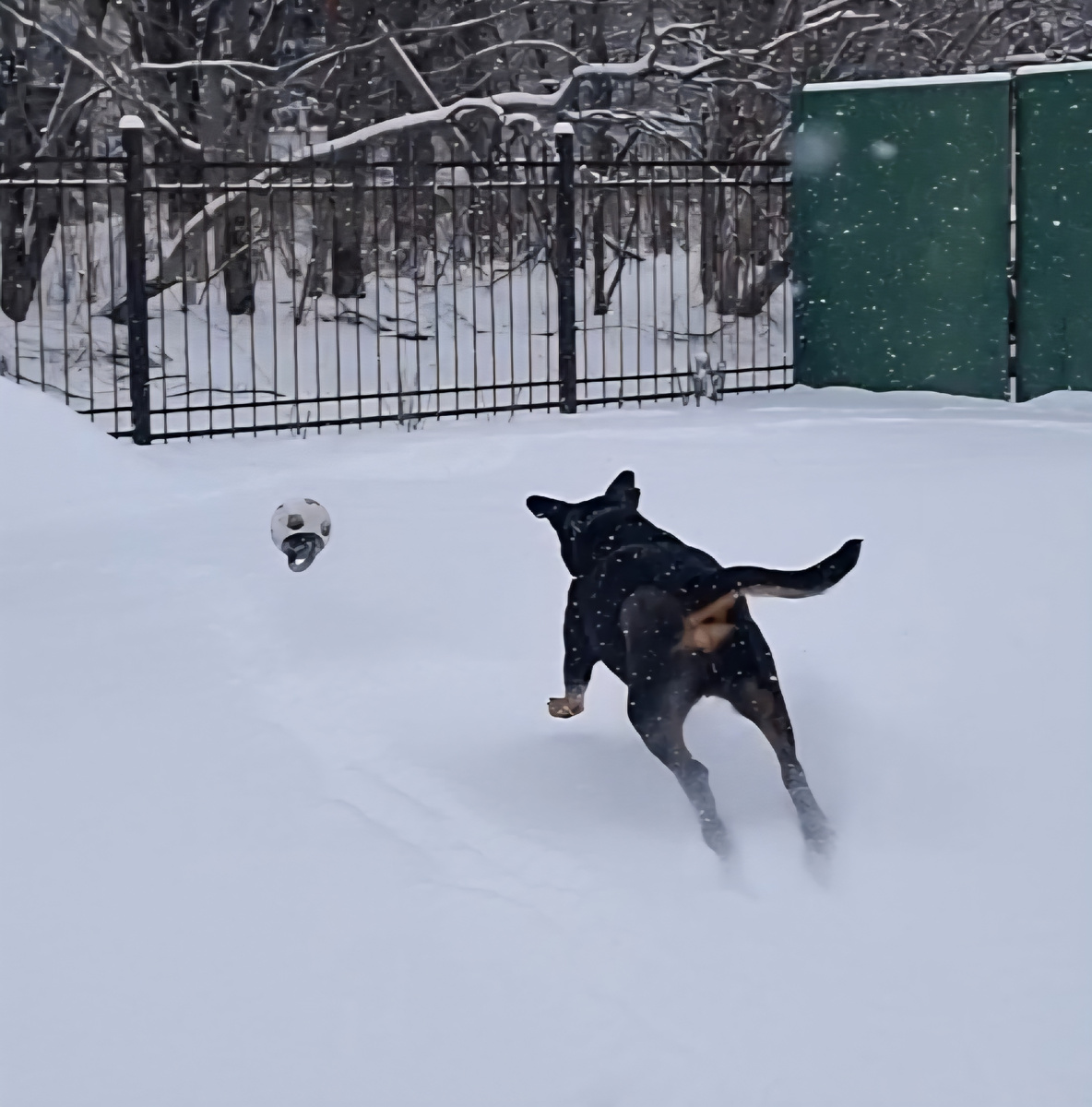 У нас снегопад! 