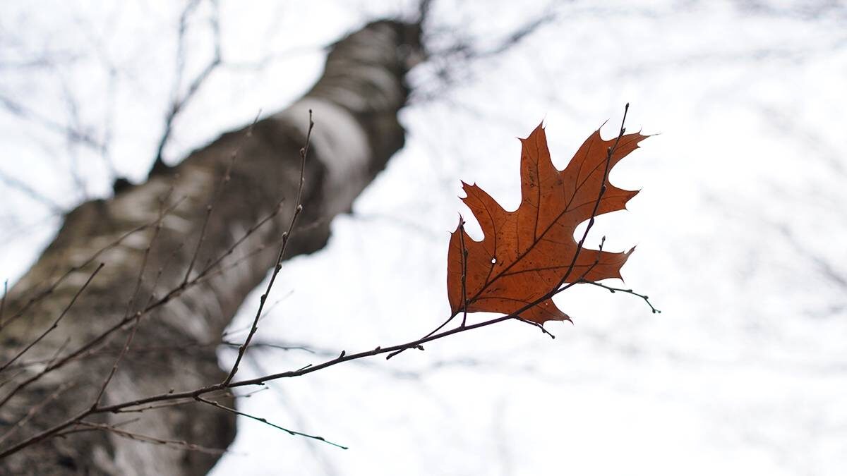    Фото: Анатолий Цымбалюк / Вечерняя Москва