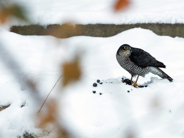    Фото: ТАСС/IMAGO/Margit Wild