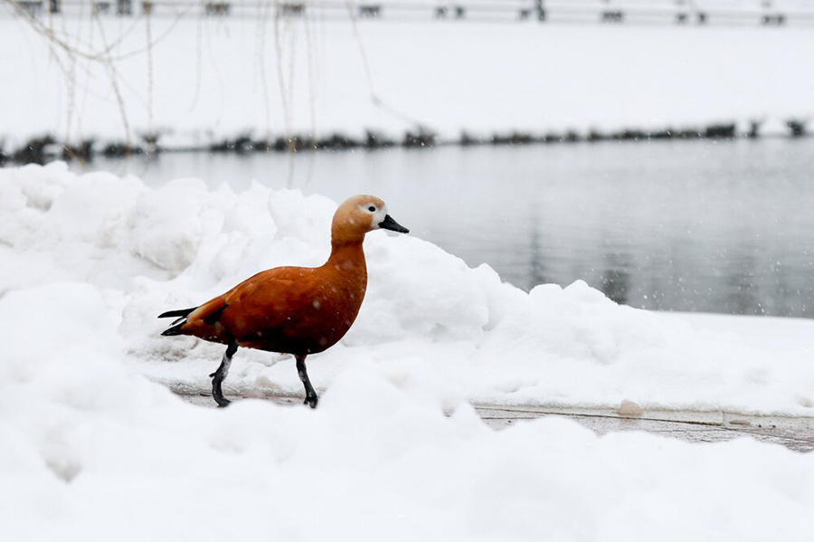    ©Агентство городских новостей "Москва"