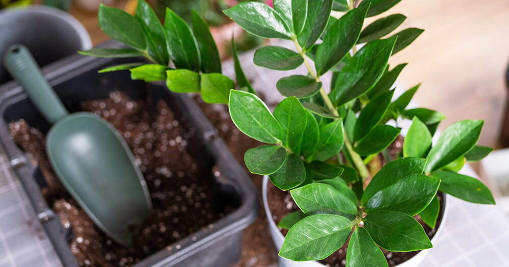 Грунт для замиокулькаса: какой выбрать или как сделать идеальную почву своими руками