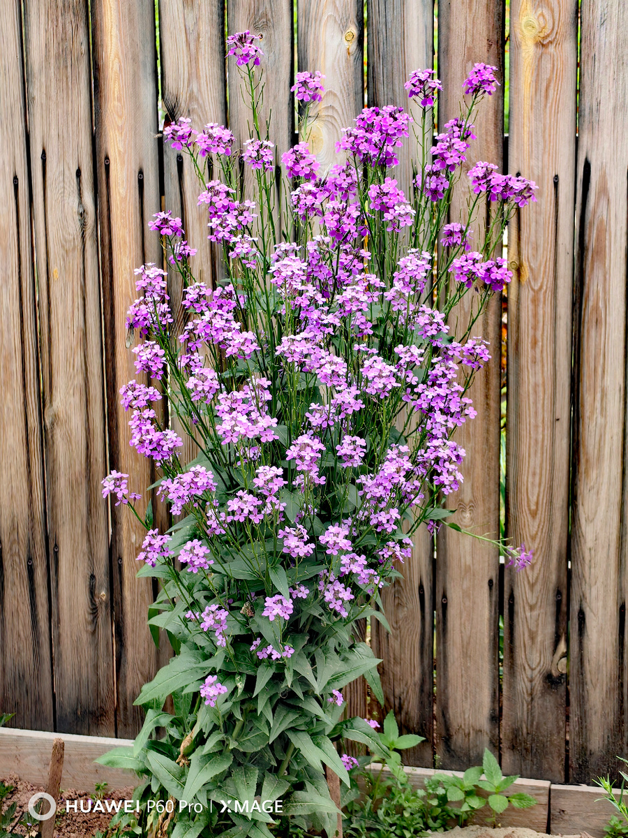 Вечерница Матроны–одна из любимиц.