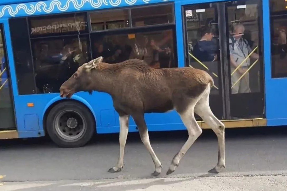    В отдел спасения поступают заявки о том, как по городу гуляют белки и лисы, а иногда даже кабаны и лоси. / Московский зоопарк