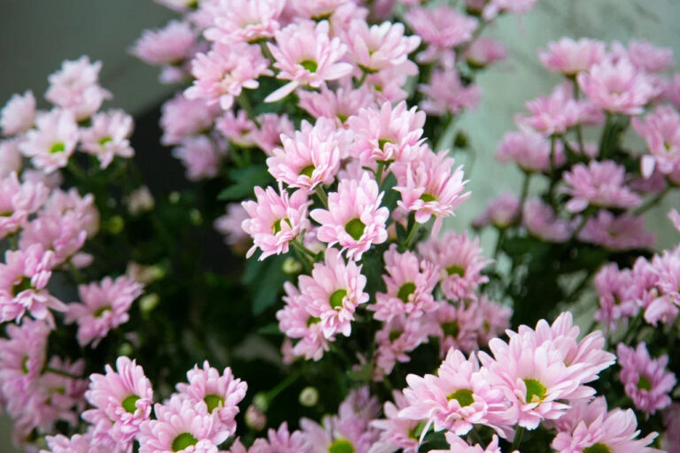    Фото: Общественная Служба Новостей Зоя Шпанько