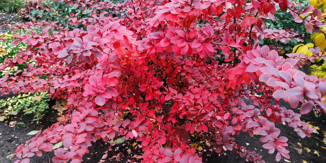 Тайна любовницы. Глава 6.