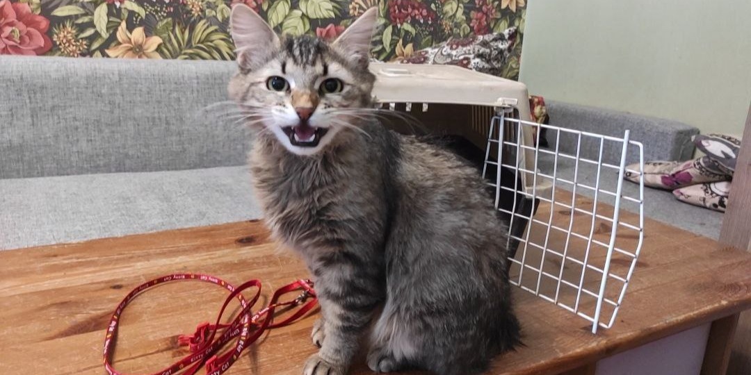 06.02.2026г. Поход к ветеринару, домашний сыр и впервые у бровиста