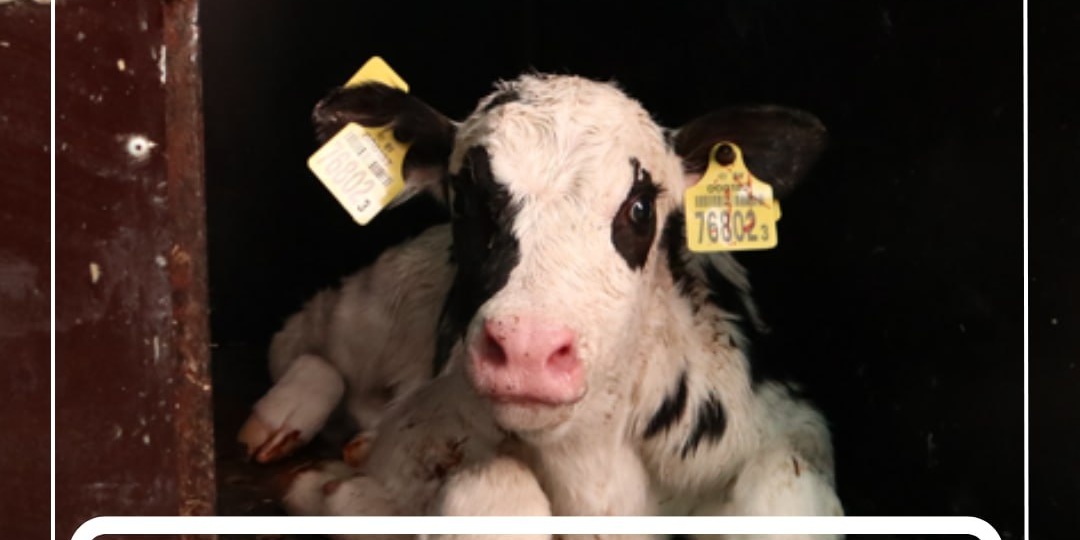 Нынешняя зима испытывает нас на прочность, щедро одаривая то метелями с обильным снегом, то гололёдом, то лютыми морозами