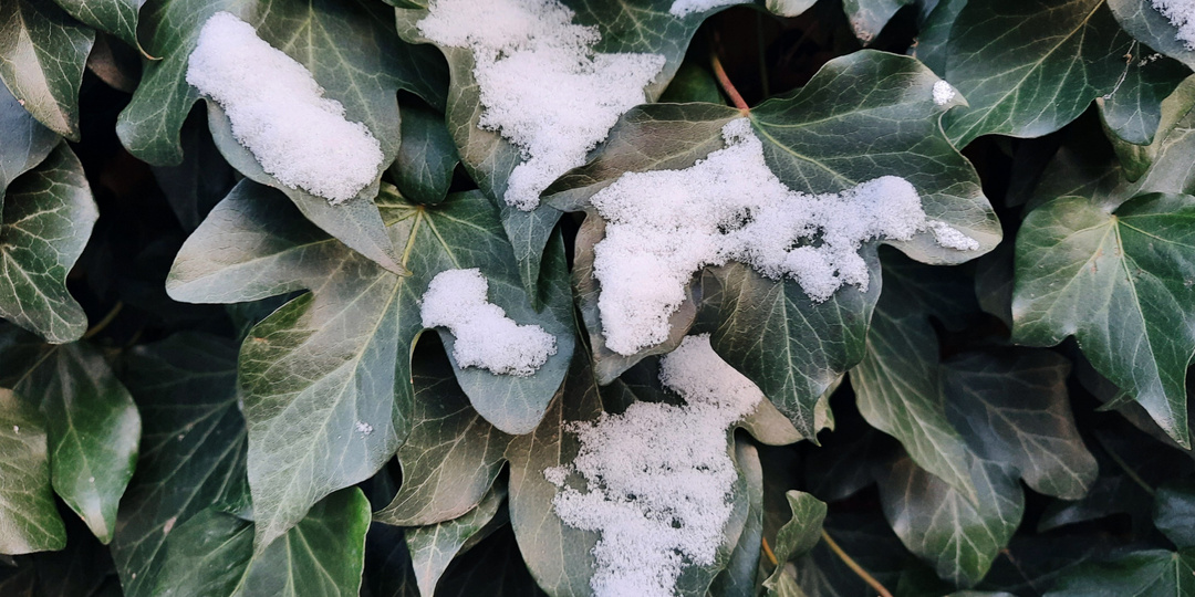 Красота зимних дней