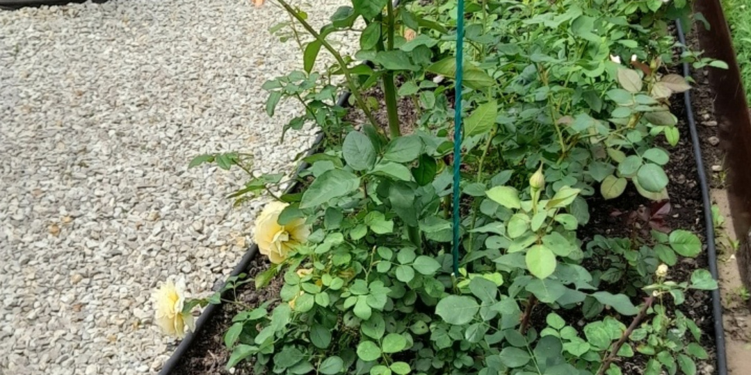 Розарий "Анжелика".