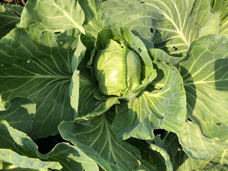 Фото: Наталья Дюрягина, фотоархив «Областной газеты»