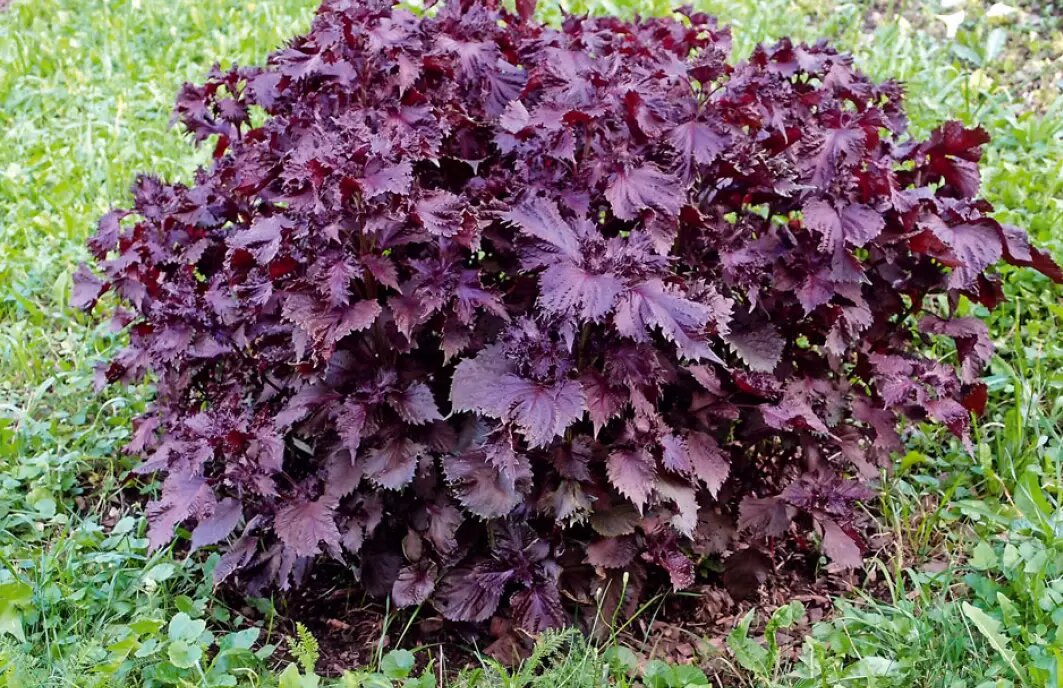 Перилла (Perilla frutescens)