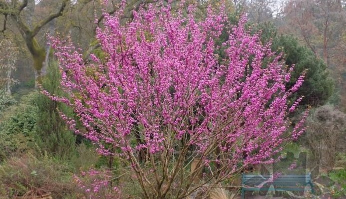 Фото Burncoose Nurseries