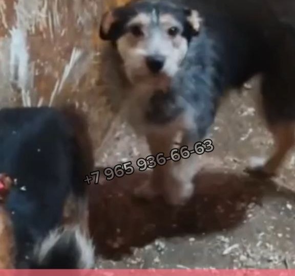 Помогите вывезти ее из отлова Уфы🙏🏻