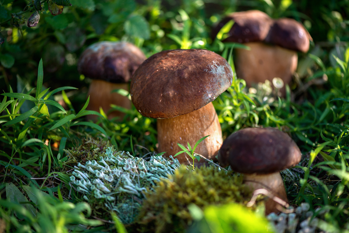 Фото: Shutterstock