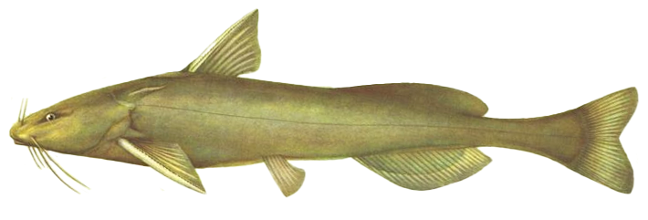 Pelteobagrus ussuriensis