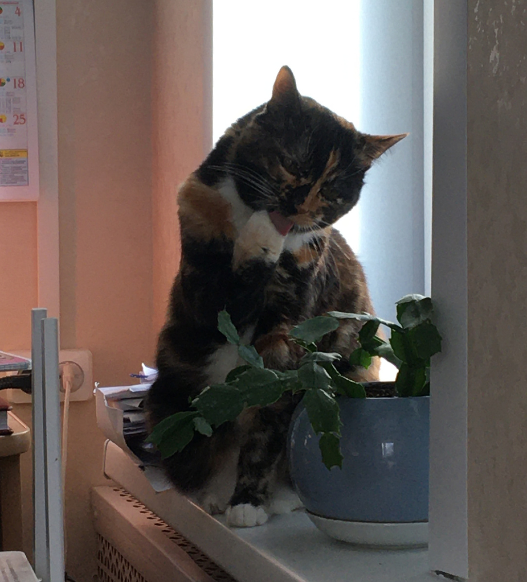 На окошке. Фото автора