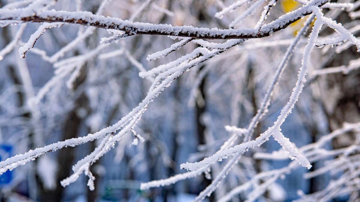    Фото: Oleg Spiridonov/globallookpress.com