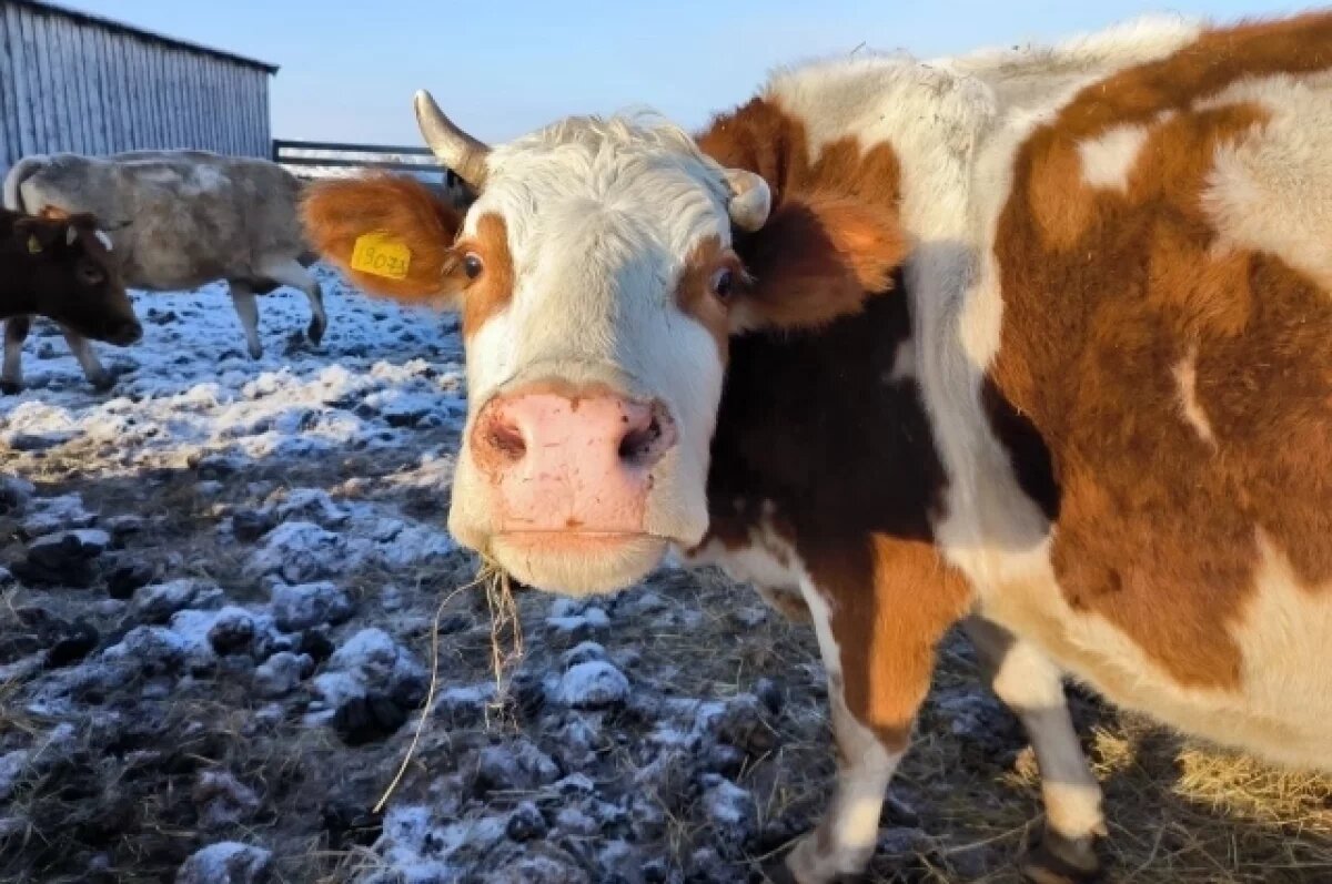    Под Волгоградом фермер больше года недоплачивала работнику