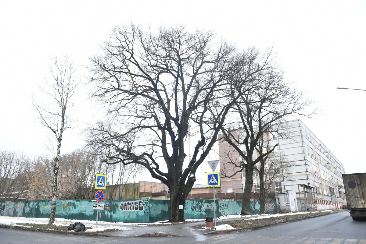 Хотя в Национальном реестре старовозрастных деревьев России официально числится только один из дубов Шулятиковых (первый слева), все три дерева ровесники – им в этом году исполнится 172 года. Фото: Татьяна Иваницкая
