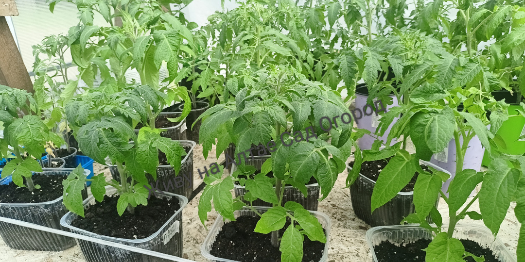 Бюджетные лампы для выращивания рассады