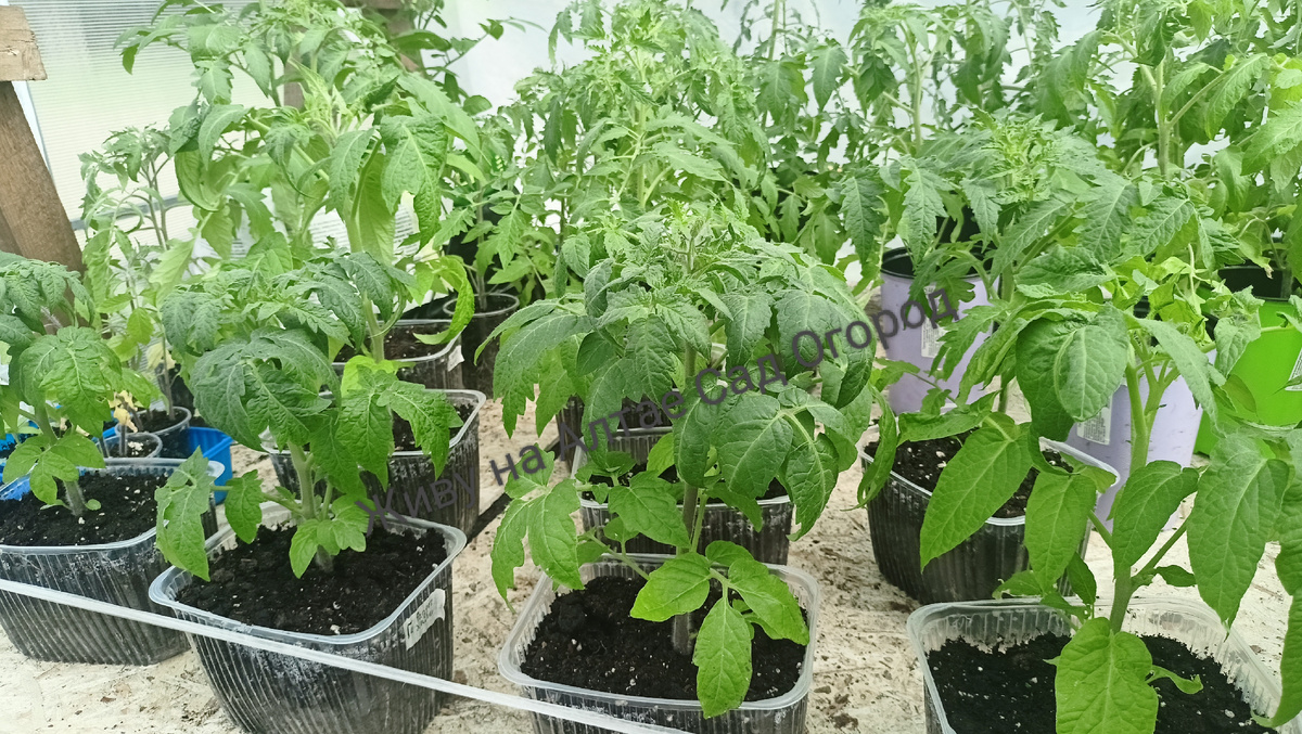 Томатные гномы и высокорослые сорта